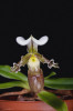 Paphiopedilum tranlienianum – zástupce výhradně asijského rodu Paphiopedilum z podčeledi Cypripedioideae, který je typický velkými genomy a přítomností částečné endoreplikace. Blíže v textu. Foto J. Ponert