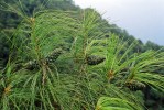 Šišky na větvi mladého stromu borovice Fenzelovy (Pinus fenzeliana) v pohoří Taming-šan  v provincii Kuang-si. Září 1998. Foto R. Businský