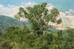 Koruna středně starého stromu  borovice Fenzelovy (Pinus fenzeliana) v pohoří Pha Luong v severním Vietnamu poblíž hranice  Laosu, odkud byl tento druh nedávno nadbytečně popsán jako Pinus cernua. Březen 2016. Foto R. Businský