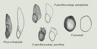 Základní morfotypy semen borovic na příkladech asijských pětijehličných taxonů zmíněných v textu. Relativně drobná semena s dlouhým funkčním křídlem (Pinus orthophylla); varianta s většími semeny a kratším funkčním křídlem (P. parviflora subsp. pentaphylla);  relativně velká semena s nefunkčním,  roztřepeným křídlem (P. parviflora  subsp. parviflora; stejný typ má P. fenzeliana, jen semena jsou štíhlejší, vřetenovitá); velká bezkřídlá semena (P. armandii). Zvětšení 1,3×. Orig. L. Businská