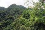 Hřeben severních svahů pohoří Taming-šan v provincii Kuang-si  s mladšími stromy borovice Fenzelovy (Pinus fenzeliana). Září 1998. Foto R. Businský