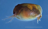 Samice škeblovky rovnohřbeté (Leptestheria dahalacensis). Jedinec byl odchyceny v plůdkovém rybníčku ve Vodňanech.  Měřítko představuje 5 mm. Samice má kratší skořápku a vypouklejší hřbet než samec. Foto M. Bláha
