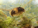 Samice škeblovky rovnohřbeté  (Leptestheria dahalacensis). Škleblovka byla odchycena v plůdkovém rybníčku ve Vodňanech.  Při vhodném osvětlení bývá nápadné prosvítání vajíček. Foto M. Bláha