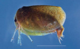 Samec škeblovky rovnohřbeté (Leptestheria dahalacensis) se vyznačuje delšími skořápkami než samice. Jedinec byl odchycen v plůdkovém rybníčku ve Vodňanech. Měřítko představuje 5 mm. Foto M. Bláha