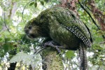 Kakapové sice ztratili schopnost létat, jsou ale kromě chůze schopni šplhat  po stromech. Foto K. Arnold