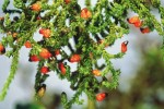 Plody rimu (Dacrydium cupressinum, čeleď nohoplodovitých – Podocarpa­ceae). Foto D. Vercoe
