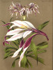 Křín černý (Crinum ×amabile), přírodní kříženec C. asiaticum × C. zeylanicum vyskytující se v Indii. Pro Časopis  českých zahradníků ho malovala K. Mašková-Bušková podle rostliny  kvetoucí v září 1889 ve Valdštejnské zahradě v Praze. Redakci časopisu tehdy rostlinu zapůjčil zahradník Valdštejnského paláce Anton Dittrich (1839–1897). Časopis českých zahradníků,  ročník 1890, tab. II