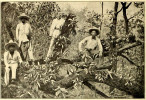 Lovci orchidejí na fotografii německého lovce rostlin, entomologa Othona Kriegera (?–1910). Fotografii pořídil v r. 1898 v mexickém státě Michoacan ve výšce okolo 2000 m n. m.  Möllers Deutsche Gärtner-Zeitung, roč. 14 (1899), č. 3 (14. ledna 1899)