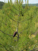 Serotinní šišky na mladém jedinci borovice halepské (Pinus halepensis). Východní Španělsko. Foto J. G. Pausas 