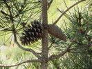 Otevřené a zavřené serotinní šišky borovice přímořské (Pinus pinaster). Východní Španělsko. Foto J. G. Pausas 