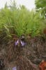 Detail kvetoucí větve podzemního stromu Jacaranda decurrens z čeledi trubačovitých (Bignoniaceae). Brazílie, Minas Gerais, Itutinga, pohoří Ouro Grosso. Foto R. J. V. Alves