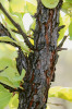 Keř Caryocar brasiliensis z čeledi Caryocaraceae, jehož větve jsou chráněny tlustou borkou proti požáru. Brazílie, ekologická stanice Santa Bárbara. Foto A. Ferraro 