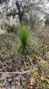 Trávovité stadium borovice bažinné (Pinus palustris), které vystavuje požáru pouze jehlice, zatímco stonek s vrcholovým pupenem se skrývají u země. Foto J. Martínková