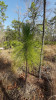 Stadium rychlého růstu borovice bažinné (Pinus palustris), kdy se nevětvený stonek snaží co nejdříve dosáhnout výšky, kdy už nebude ohrožen ohněm. Foto J. Martínková 
