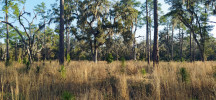 Floridská savana s různými stadii borovice bažinné (Pinus palustris) a s dubem zelenavým (Quercus virginiana). Florida, Spojené státy americké. Foto J. Martínková 