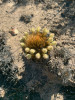 Rozkvetlé Bulbostylis paradoxa z čeledi šáchorovitých (Cyperaceae) lze nalézt už jeden až dva dny po požáru. Brazílie, Goyas. Foto A. Fidelis 