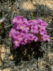 Květy keře Lippia horridula z čeledi sporýšovitých (Verbenaceae) 15 dní po požáru. Brazílie, Goyas. Foto A. Fidelis 