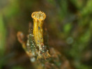 Šurpek moravský (O. moravicum). Foto V. Plášek