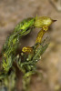  Šurpek běločepka (Orthotrichum  scanicum) má obústí s nápadnými  16 brvkami endostomu. Blíže v textu. Detailní pohled na peristom v elektronovém mikroskopu je na obr. 12.  Roste i v České republice a patří zde  ke kriticky ohroženým druhům. Foto V. Plášek