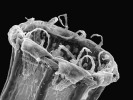 Šurpek pamírský (O. pamiricum). Peristom s 16 úzkými  brvkami endostomu. Foto V. Plášek