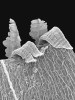 Šurpek ozdobný (Lewinskya graphiomitria). V detailu  peristom s nápadně širokými brvkami endostomu – zuby exostomu stojící před nimi jsou více méně stejně široké. U většiny druhů šurpkovitých jsou brvky endostomu úzké a bezbarvé (hyalinní). Foto V. Plášek