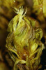 Čepička porostlá dlouhými chlupy šurpku Griffithova (O. griffithii). Foto V. Plášek