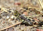  Samice saranče kyjorohé (Myrmeleotettix maculatus). U obou pohlaví jsou poslední tykadlové články rozšířeny a slouží samcům k vizuální komunikaci při dvoření se samicím. Foto K. Kuřavová