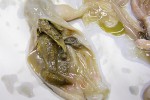 Vyvržené žaludky tresky obecné (Gadus morhua) obsahující korýše S. entomon. Foto M. Rulík