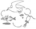 Životní cyklus tasemnice  Schistocephalus solidus. Tasemnice mění během svého vývoje hostitele  od korýšů, přes ryby až k vodním  ptákům. Orig. O. Machač