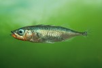 Samci drobné ryby koljušky tříostné (Gasterosteus aculeatus) jsou běžným hostitelem tasemnic S. solidus. Foto Z. Mačát