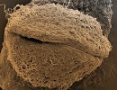 Rozpuklá plodnička Liberomyces saliciphilus (CCF 4023) připomíná  tlamu žáby. Zvětšení 350×, skenovací elektronová mikroskopie (SEM). Foto A. Kubátová