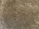 Masa nepohlavně vzniklých spor – konidií Liberomyces macrosporus (CCF 4028).  Zvětšení 2 500×, SEM. Foto A. Kubátová