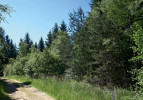 Biotopem vztyčnořitky vzácné jsou vlhčí smíšené lesy tajgového typu se zastoupením osiky. Nám nejblíže se vyskytuje v severovýchodním Polsku, např. v širším okolí Bělověžského pralesa, odkud pochází snímek z r. 2000. Foto Z. Laštůvka