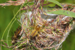 Samice zápřednice mokřadní (Cheiracanthium erraticum) se zámotkem. Obývá širokou škálu lučních biotopů. Foto J. Dolanský