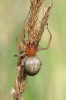 Samice zápřednice jedovaté (Cheiracanthium punctorium) se zadečkem plným vajíček. Foto J. Dolanský