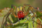Samice evropského pavouka roku 2023 –  zápřednice jedovaté (Cheiracanthium  punctorium). U hrozícího jedince vyrušeného v zámotku působí varovně  hlavně kombinace oranžové a černé barvy  na hlavohrudi a chelicerách. Foto J. Dolanský
