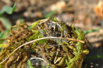 Zámotky zápřednice ladní (Cheiracanthium campestre) jsou nenápadné a bývají umístěny v mechu nebo jiném rostlinném materiálu těsně nad zemí. Foto J. Dolanský