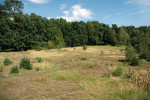 Písčinu s řidší bylinnou vegetací na okraji lesa u Lázní Bohdaneč obývá zápřednice ladní a z. zelenavá. Foto J. Dolanský