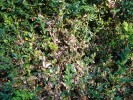 Žír housenek na keřích zimostrázu vždyzeleného (Buxus sempervirens)  je charakteristický proschlými listy mezi zelenými živými listy. Poškození se může změnit ve vážný problém v podobě uschlých větví nebo i celého keře. Foto J. Grulichová