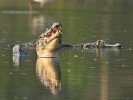 Vzájemná demonstrace síly mezi dvěma samci kajmana yakaré. Vítězný samec zůstává v pozici hlava-ocas nad vodou, ustoupivší samec zaujímá nafouklé držení těla. Foto J. Moravec