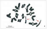 Pozdní diplotene (část profáze prvního meiotického dělení) samce  slíďáka lesostepního. Pohlavní chromozomy jsou poněkud dekondenzované, protažené a jsou na nich patrné achromatické (tj. méně barvitelné) oblasti v podobě světlých proužků (označené šipkami). Foto P. Dolejš