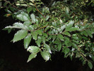 Olistěná plodná větev zelkovy habrolisté (Zelkova carpinifolia). Foto P. Novák