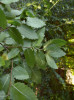 Olistěná plodná větev zelkovy habrolisté (Zelkova carpinifolia) s detailem oříšků s vytrvávajícími květními obaly. Foto P. Novák