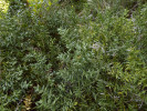 Věrný průvodce zelkovy v Kolchidě – listnatec ostnitý (Ruscus aculeatus). Foto P. Novák