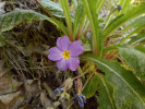 Věrný průvodce zelkovy v Kolchidě – prvosenka bezlodyžná (Primula acaulis). Foto P. Novák