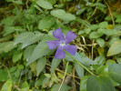 Věrný průvodce zelkovy v Kolchidě –  barvínek větší (Vinca major). Foto P. Novák