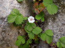 Věrný průvodce zelkovy v Kolchidě – mochna malokvětá (Potentilla micrantha). Foto P. Novák
