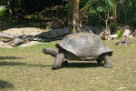 Želva obrovská (Aldabrachelys gigantea) z největší želví populace vnitřních Seychel založené introdukcí v letech 1978–82 na ostrově Curieuse. Žije zde okolo 300 jedinců. Na snímku je patrný typický vzhled pastviny udržované intenzivním spásáním. Foto I. Rehák