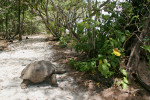 Jedna ze želv obrovských (Aldabrachelys gigantea) vypuštěných do volné přírody seychelského ostrova Cousin. Foto I. Rehák