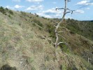 Krátkostébelné trávníky v národní přírodní rezervaci Mohelenská hadcová step byly po staletí využívány jako  pastviny koz a ovcí. Foto M. Škorpík